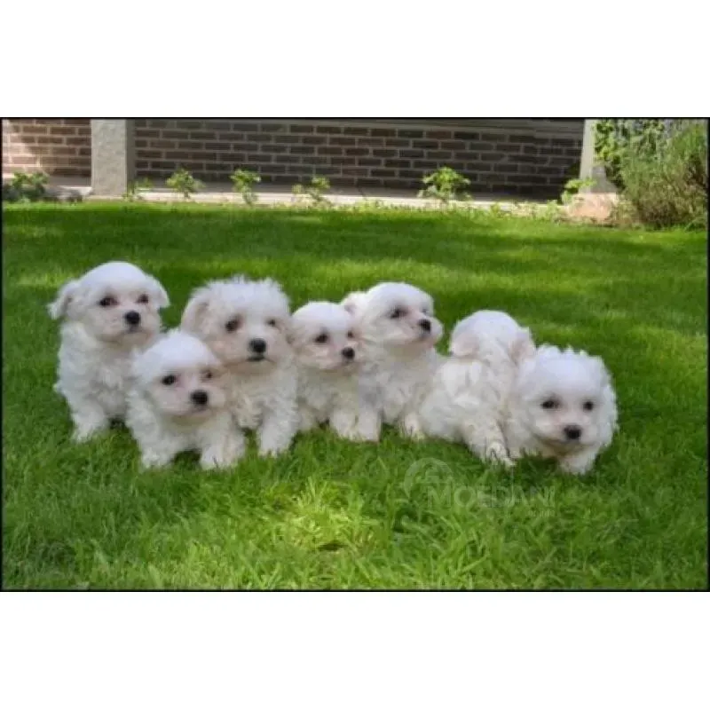Maltese puppies born here are beautiful, small and durable. Tbilisi - photo 1