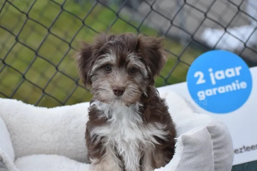 Щенки гаванской бишон-боулинг თბილისი - photo 1