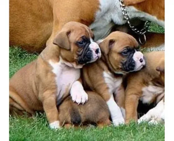 Boxer puppies ready for reservation. Tbilisi