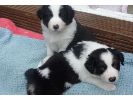 Beautiful border collies Tbilisi