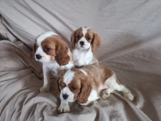 Two Cavalier-King-Charles-Terrier puppies are available. Tbilisi