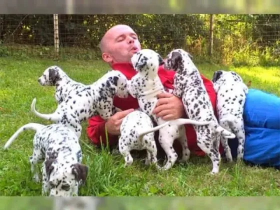 Dalmatian puppies Tbilisi