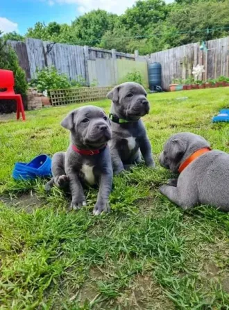 Puppies of the Blue Staffordshire Bull Terrier Tbilisi