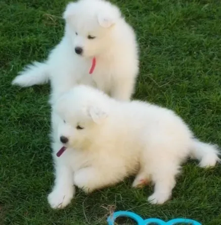 Very cute Samoyed puppies Tbilisi
