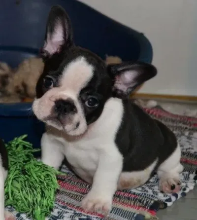 Bull terrier puppies Tbilisi
