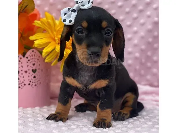 Прекрасные щенки таклы თბილისი - photo 1