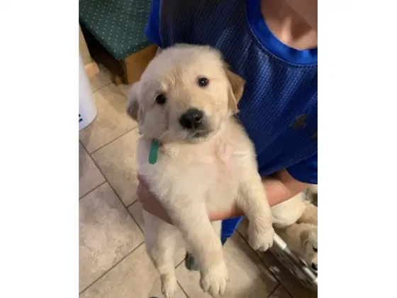 Labrador puppies registered in the Kennel Club Tbilisi