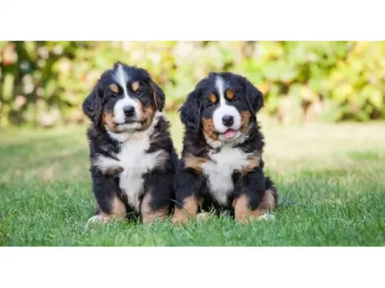 Bernese Mountain Dog puppies are registered. Tbilisi