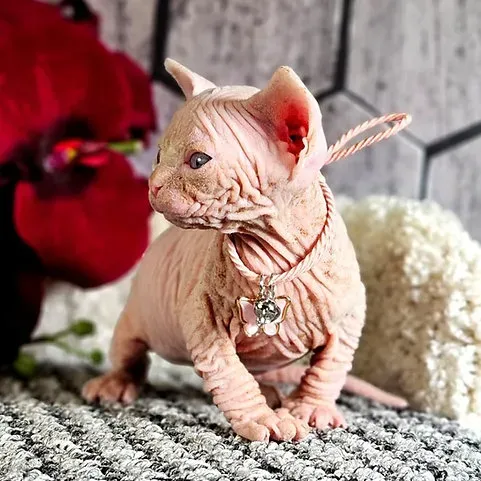 Healthy Sphynx kittens .whatsapp us:+447490124950 Tbilisi