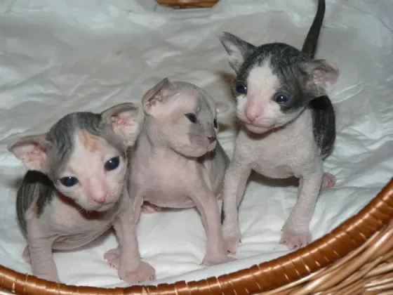 Healthy Sphynx kittens .whatsapp us:+447490124950 Tbilisi