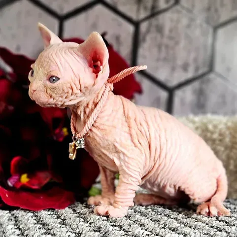 ჯანმრთელი სფინქსის კნუტები. WhatsApp: +447490124950 თბილისი - photo 2