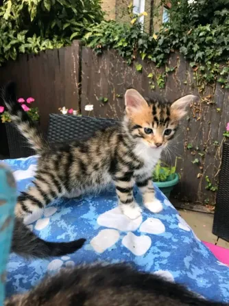 Stunning Rosetted Male and Female Bengal Cats.whatsapp us:+4490124950 Tbilisi