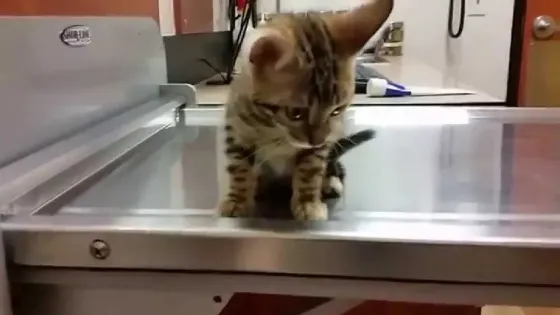 Stunning Rosetted Male and Female Bengal Cats.whatsapp us:+4490124950 Tbilisi