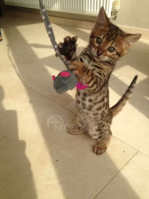 Stunning Rosetted Male and Female Bengal Cats.whatsapp us:+4490124950 Tbilisi - photo 3