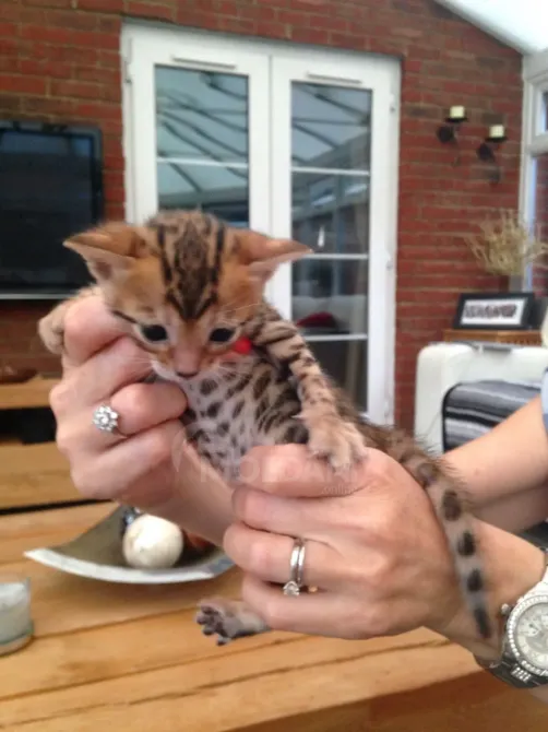 Stunning Rosetted Male and Female Bengal Cats.whatsapp us:+4490124950 Tbilisi - photo 4