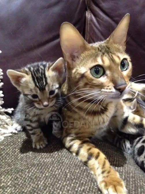Stunning Rosetted Male and Female Bengal Cats.whatsapp us:+4490124950 Tbilisi - photo 5