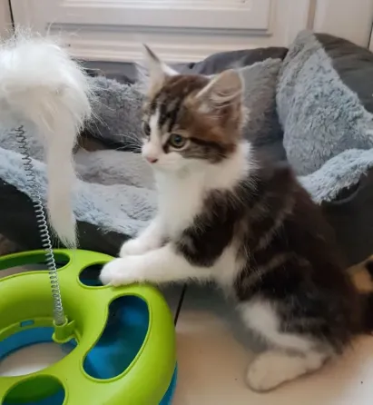 Available mane coon Kittens.whatsapp us:+447490124950 Tbilisi