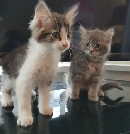 Available mane coon Kittens.whatsapp us:+447490124950 Tbilisi