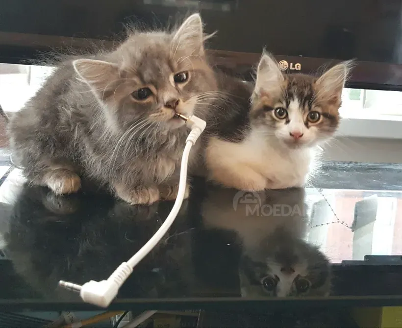 ხელმისაწვდომია Mane coon Kittens.whatsapp us:+447490124950 თბილისი - photo 1