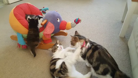 Siberian Kittens Available.whatsapp us:+447490124950 Tbilisi