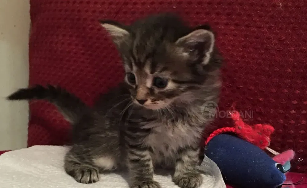 Siberian Kittens Available.whatsapp us:+447490124950 Tbilisi - photo 1