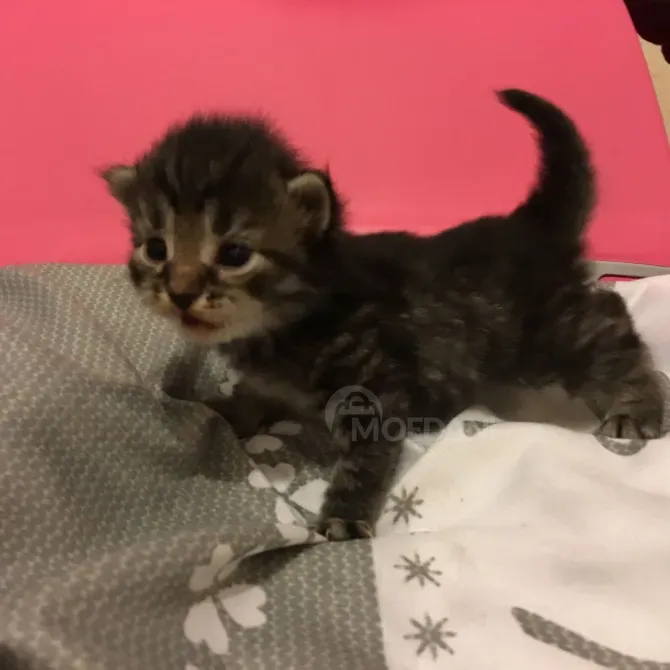 Siberian Kittens Available.whatsapp us:+447490124950 Tbilisi - photo 3