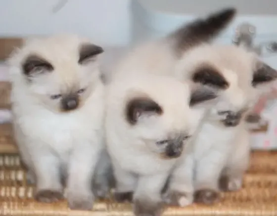 Hand-Raised Ragdoll kittens.whatsapp us:+447490124950 Tbilisi