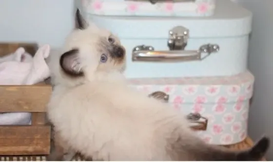 Hand-Raised Ragdoll kittens.whatsapp us:+447490124950 Tbilisi