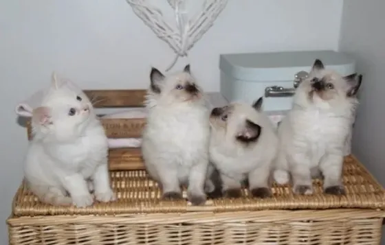 Hand-Raised Ragdoll kittens.whatsapp us:+447490124950 Tbilisi
