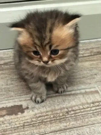 Persian kittens for sale.whatsapp us:+447490124950 Tbilisi