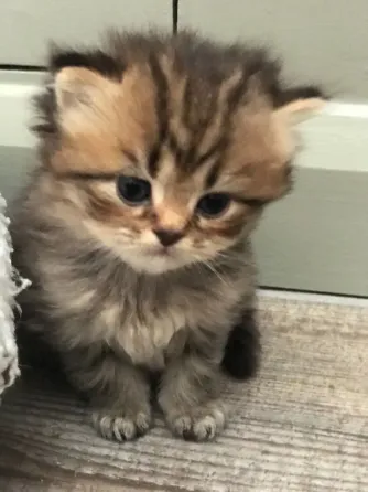 Persian kittens for sale.whatsapp us:+447490124950 Tbilisi