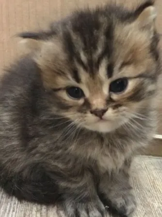Persian kittens for sale.whatsapp us:+447490124950 Tbilisi