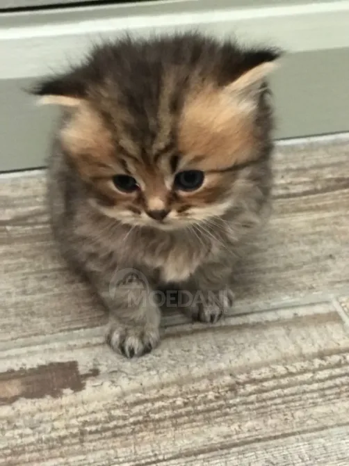 იყიდება სპარსული კნუტები. whatsapp us: +447490124950 თბილისი - photo 2