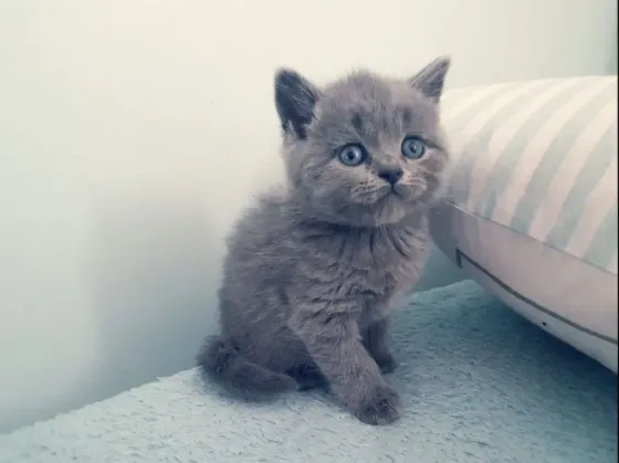 British short hair Kitten Available.whatsapp us:+447490124950 Tbilisi