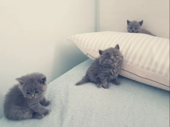 British short hair Kitten Available.whatsapp us:+447490124950 Tbilisi