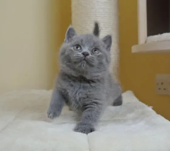 British short hair Kitten Available.whatsapp us:+447490124950 Tbilisi