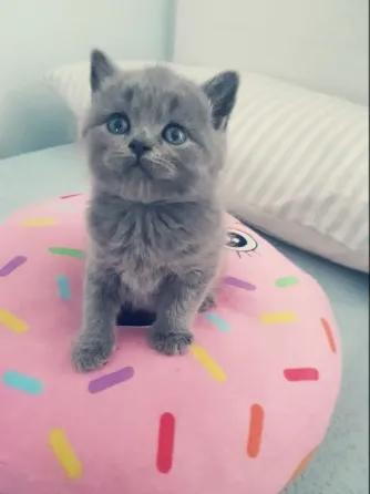 British short hair Kitten Available.whatsapp us:+447490124950 Tbilisi