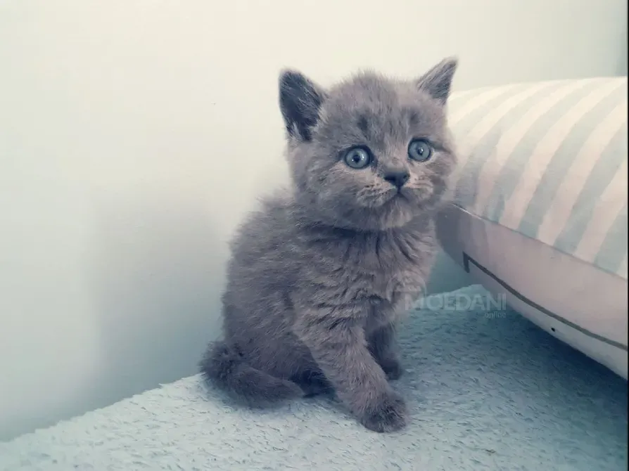 British short hair Kitten Available.whatsapp us:+447490124950 Tbilisi - photo 2