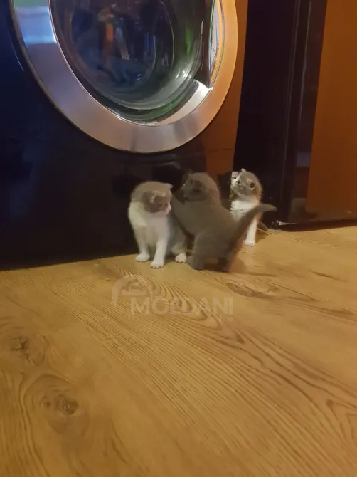 British short hair Kitten Available.whatsapp us:+447490124950 Tbilisi - photo 6