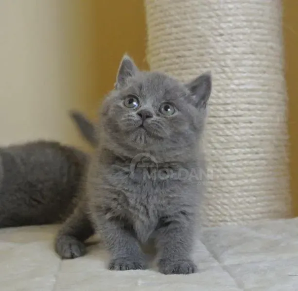 British short hair Kitten Available.whatsapp us:+447490124950 Tbilisi - photo 5