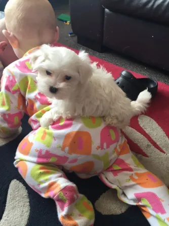 Maltese Puppies .whatsapp us:+447490124950 Tbilisi