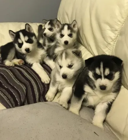 Siberian Husky Puppies.whatsapp us:+447490124950 Tbilisi