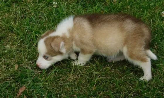 Siberian Husky Puppies.whatsapp us:+447490124950 Tbilisi