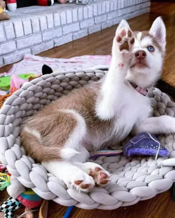 Siberian Husky Puppies.whatsapp us:+447490124950 Tbilisi