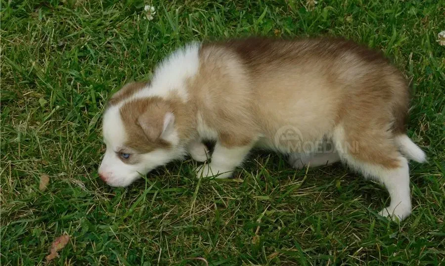 ციმბირული ჰასკის ლეკვები. whatsapp us: +447490124950 თბილისი - photo 3