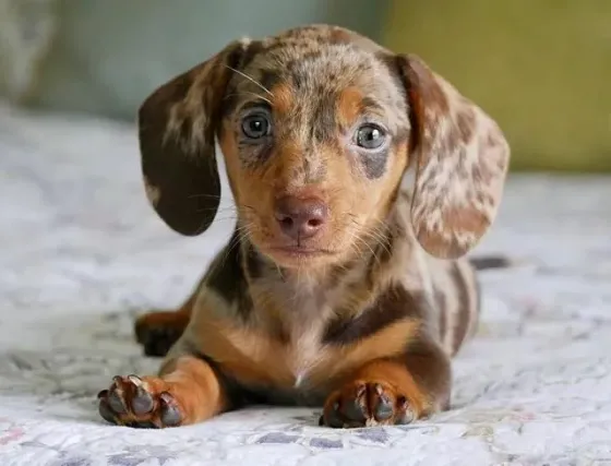 Purebred Dutch Hun Puppies .whatsapp us:+447490124950 Tbilisi