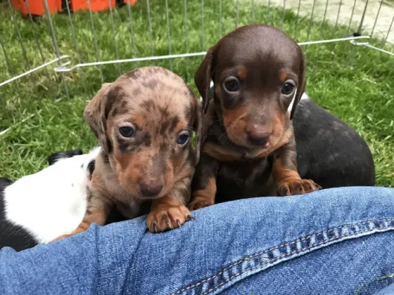 Purebred Dutch Hun Puppies .whatsapp us:+447490124950 Tbilisi