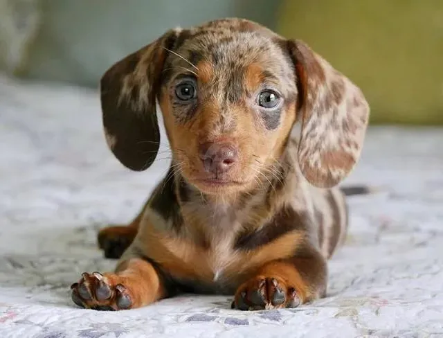 წმინდა სისხლის ჰოლანდიური ჰუნის ლეკვები. WhatsApp: +447490124950 თბილისი - photo 3