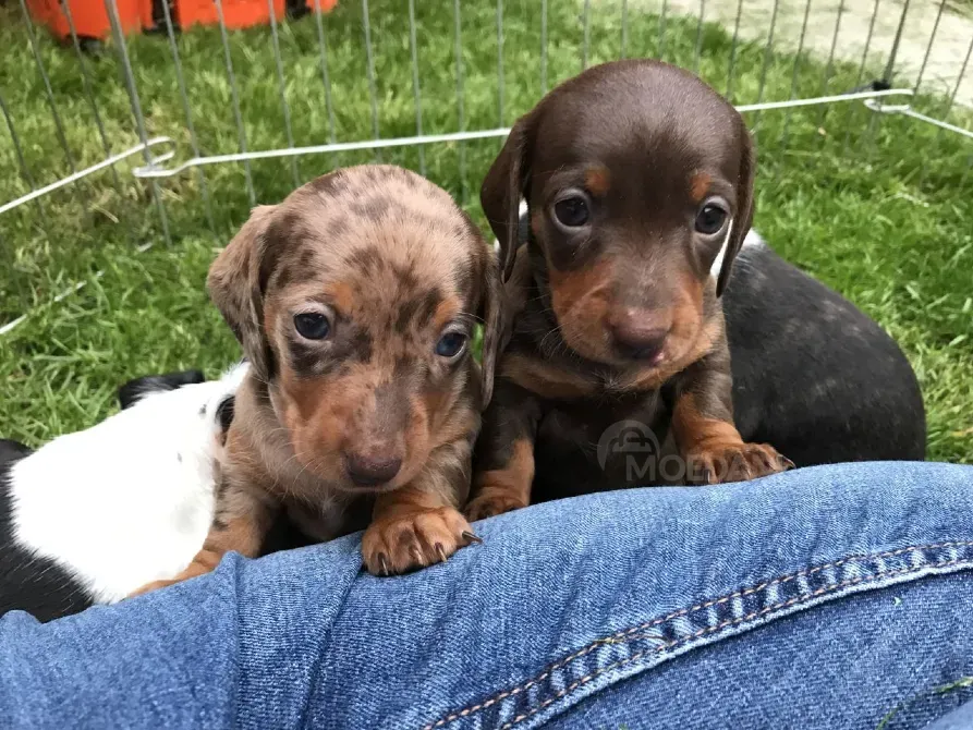 წმინდა სისხლის ჰოლანდიური ჰუნის ლეკვები. WhatsApp: +447490124950 თბილისი - photo 1