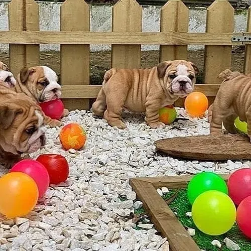 Gorgeous English Bulldog puppies. whatsapp us:+447490124950 Tbilisi